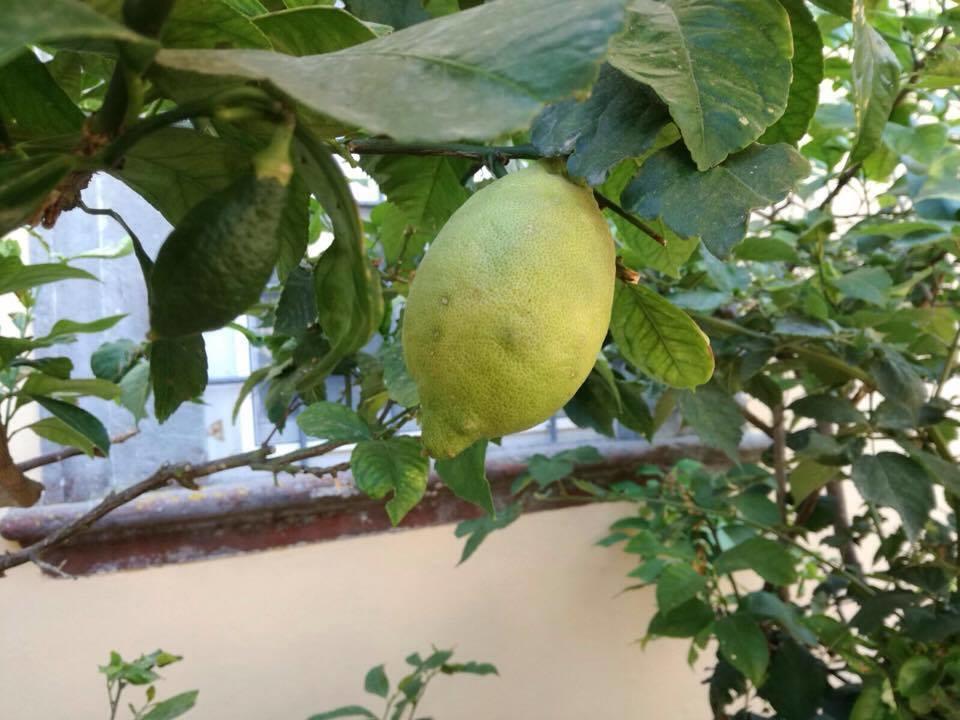 Relais Villa Poschi Pugnano Esterno foto